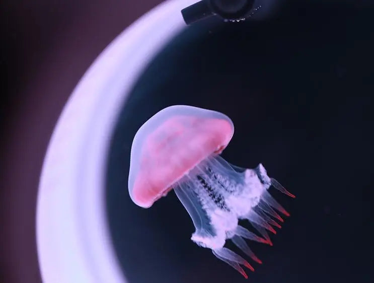 Jellyfish tank
